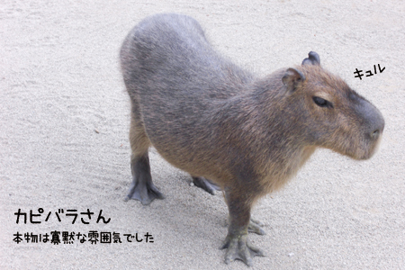 カピバラさん年賀状と暑中見舞いはがき