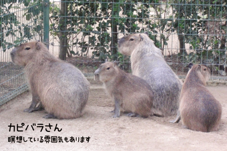 カピバラさん年賀状と暑中見舞いはがき